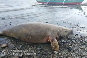 Dead sea cow found in Puerto Princesa